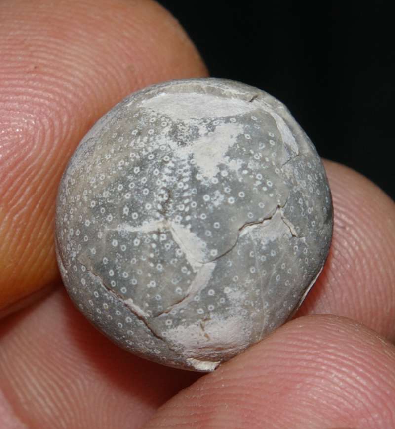 Fossil Campanian echinoid