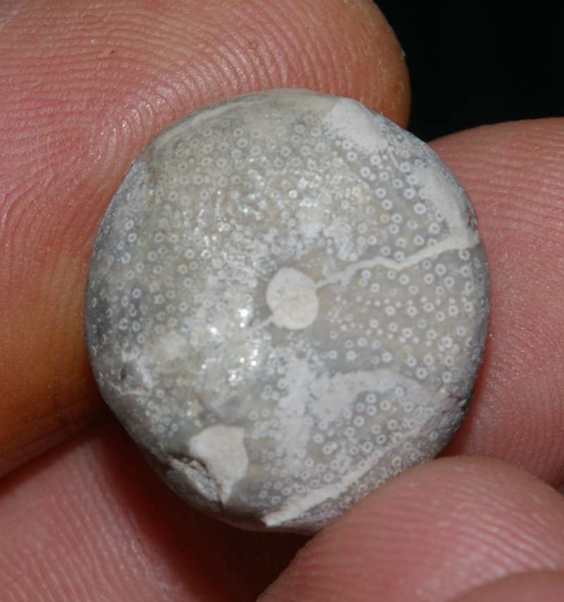 Fossil Campanian echinoid