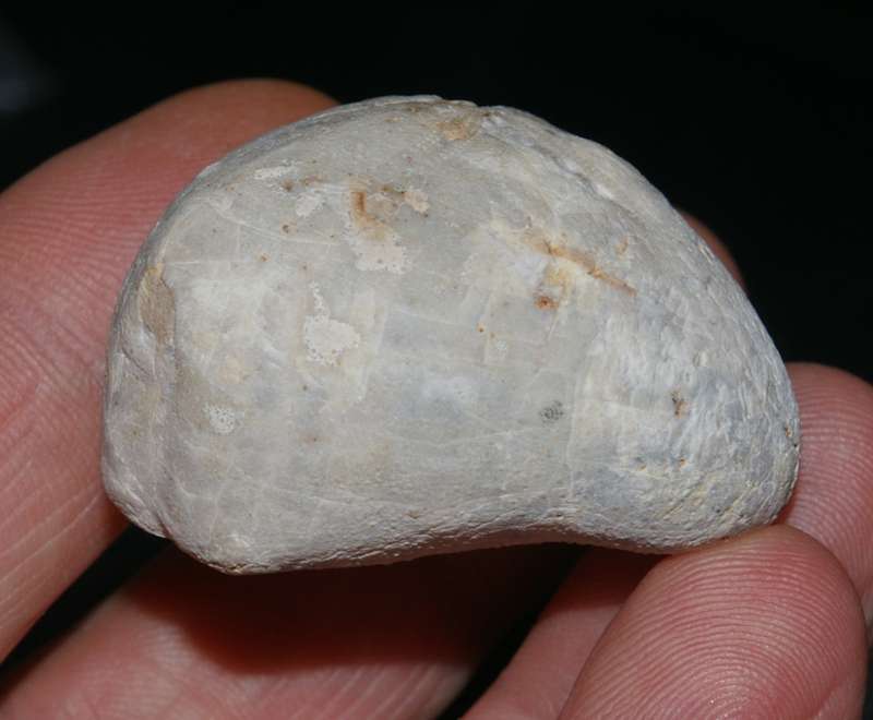 Micraster schroederi