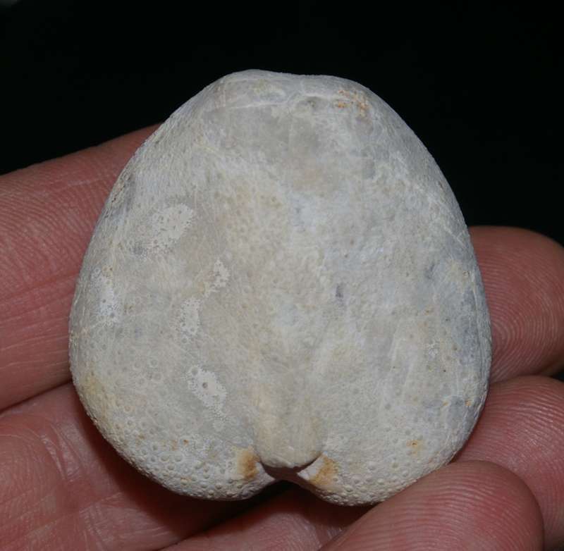 Micraster schroederi