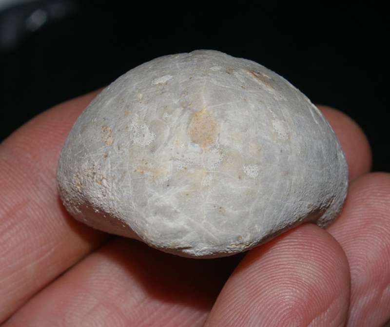 Micraster schroederi