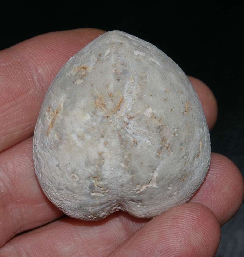 Fossil Campanian echinoid