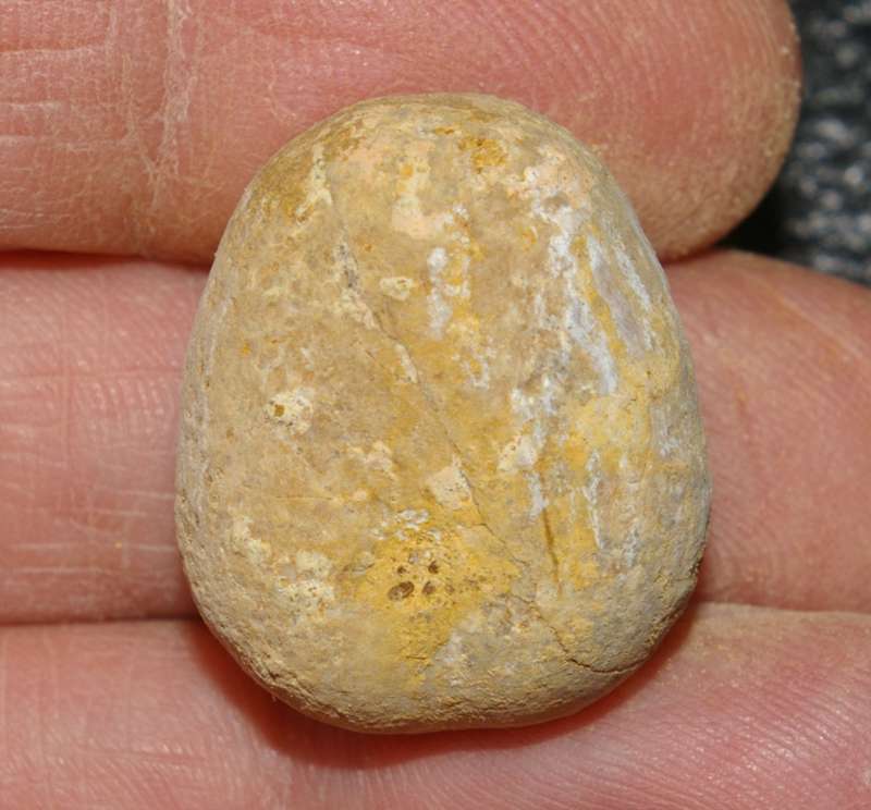 Pygomalus 