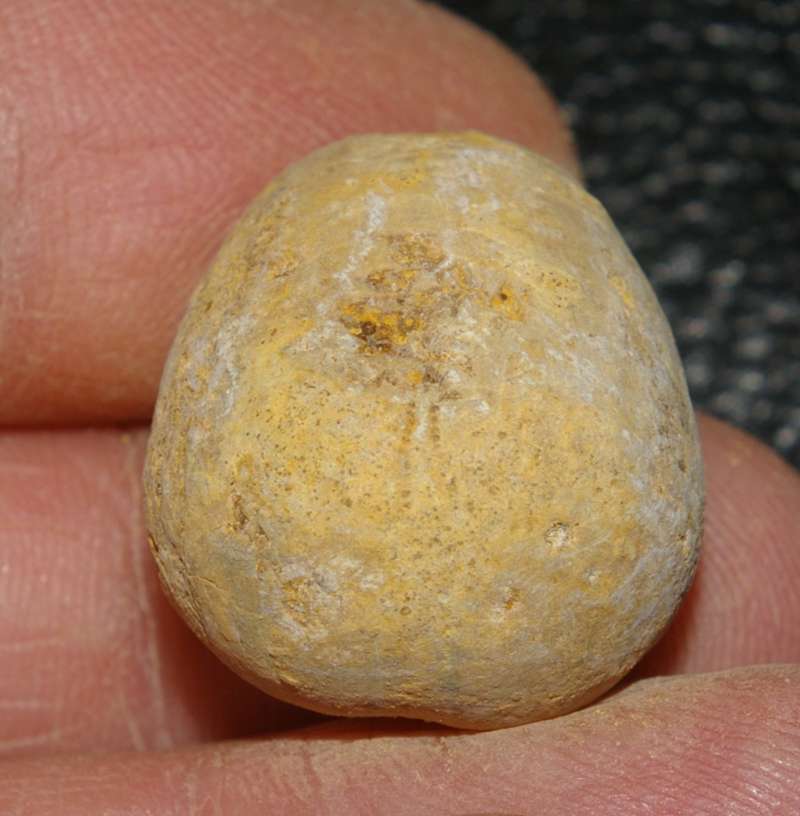 Pygomalus 
