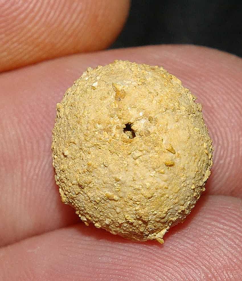 Fossil echinoid