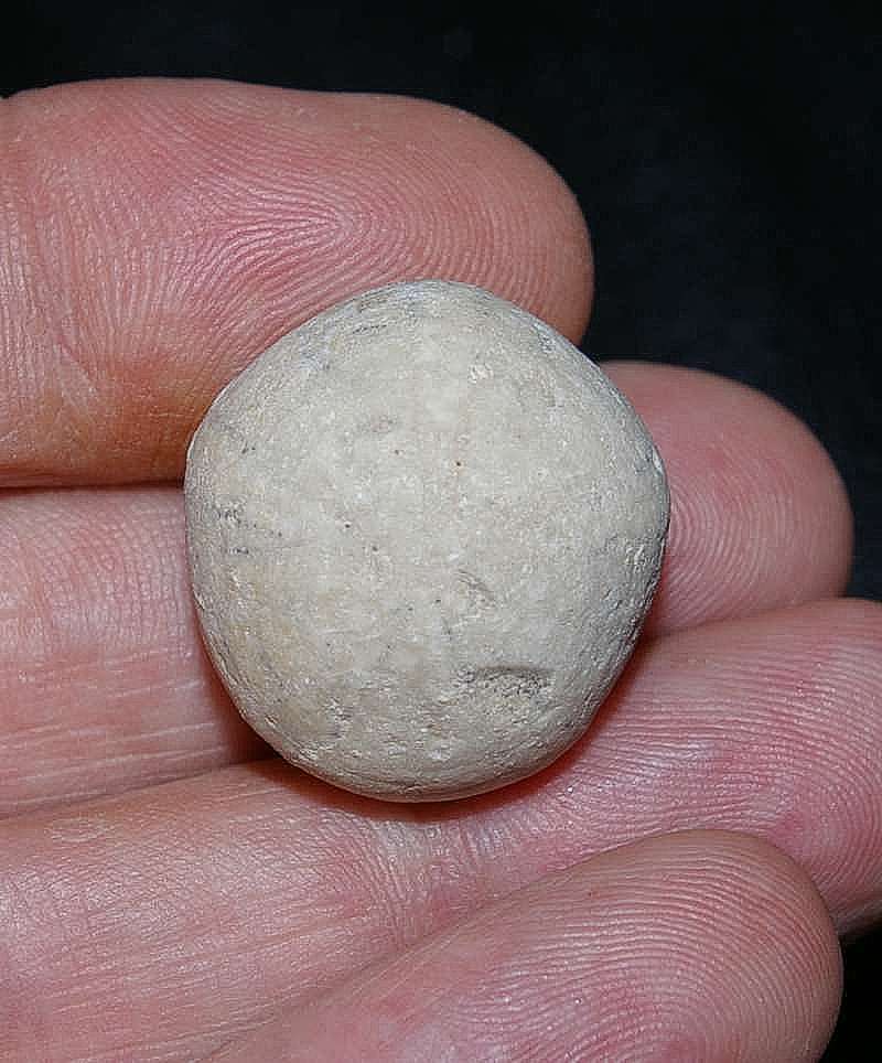 Conulus sp