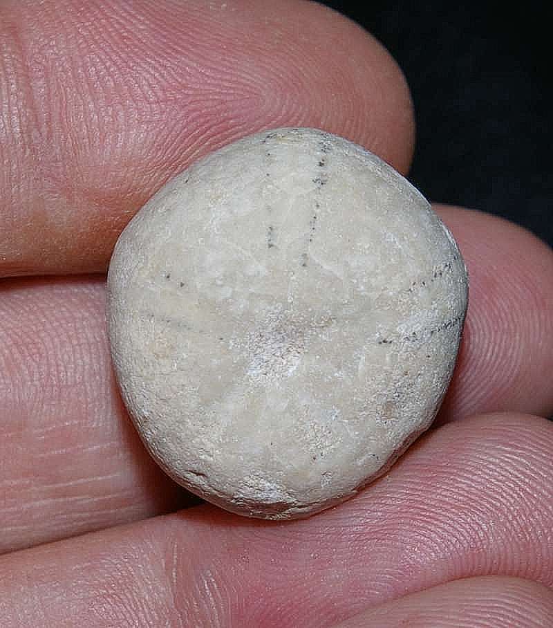 Conulus sp