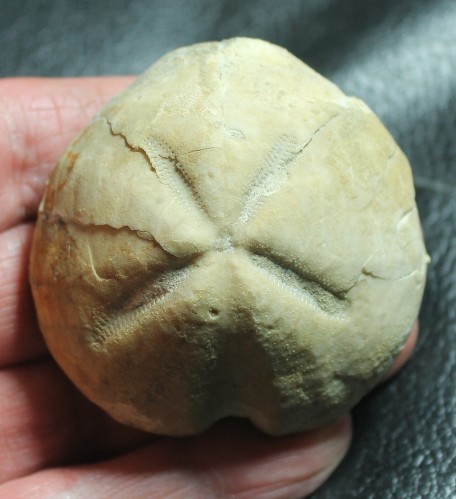Pericosmus marianii 