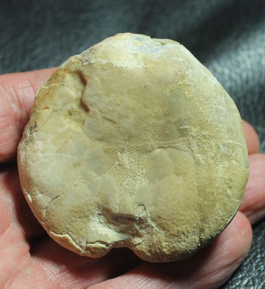 Pericosmus marianii 