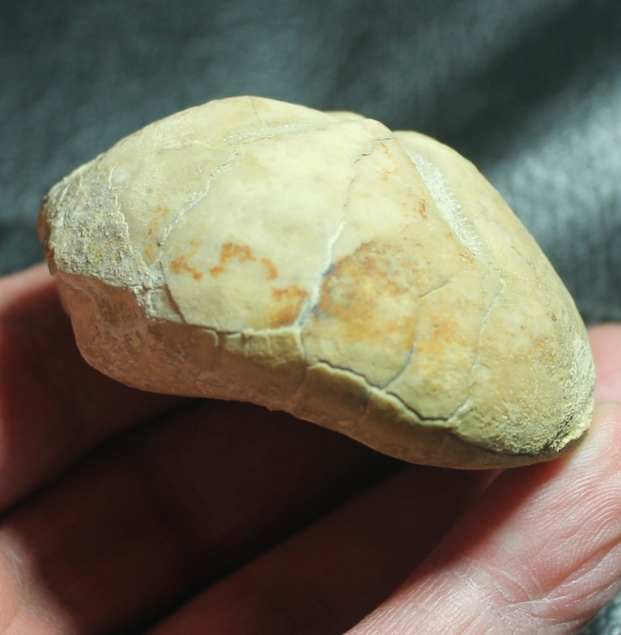  Pericosmus marianii