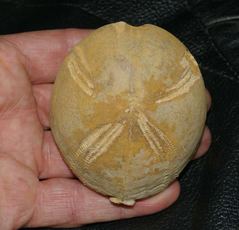Hemipneuste striatoradiatus 