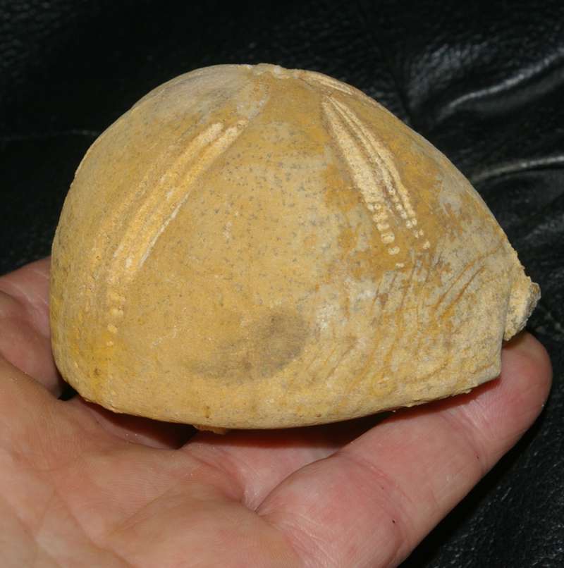 Hemipneuste striatoradiatus 