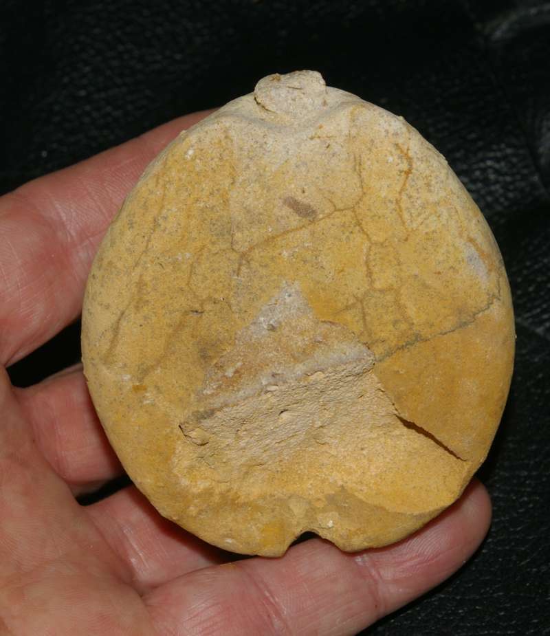  fossil echinoid