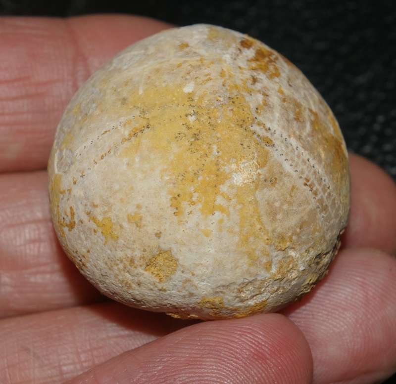 Pygpmalus analis 