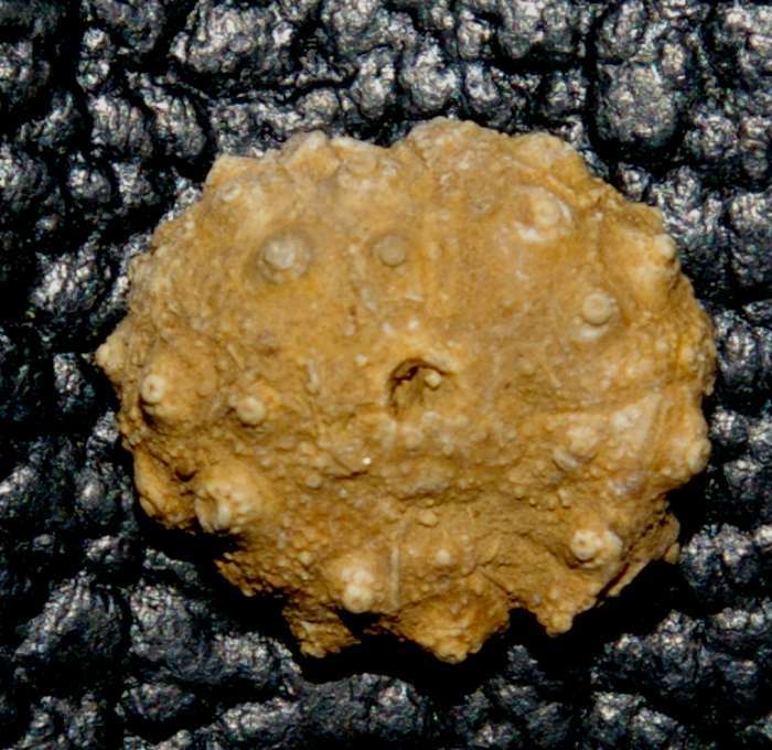 Acrosalenia hemicidaroide