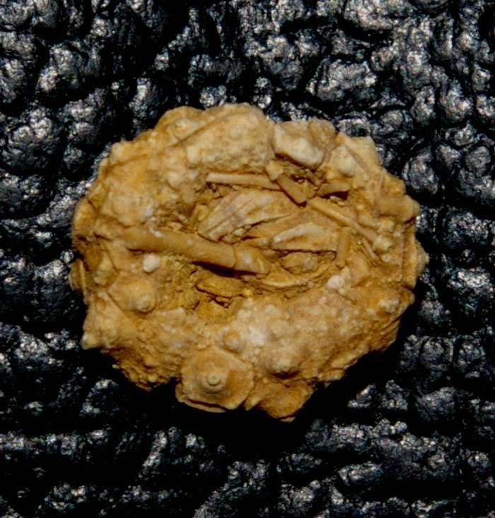 Acrosalenia hemicidaroide