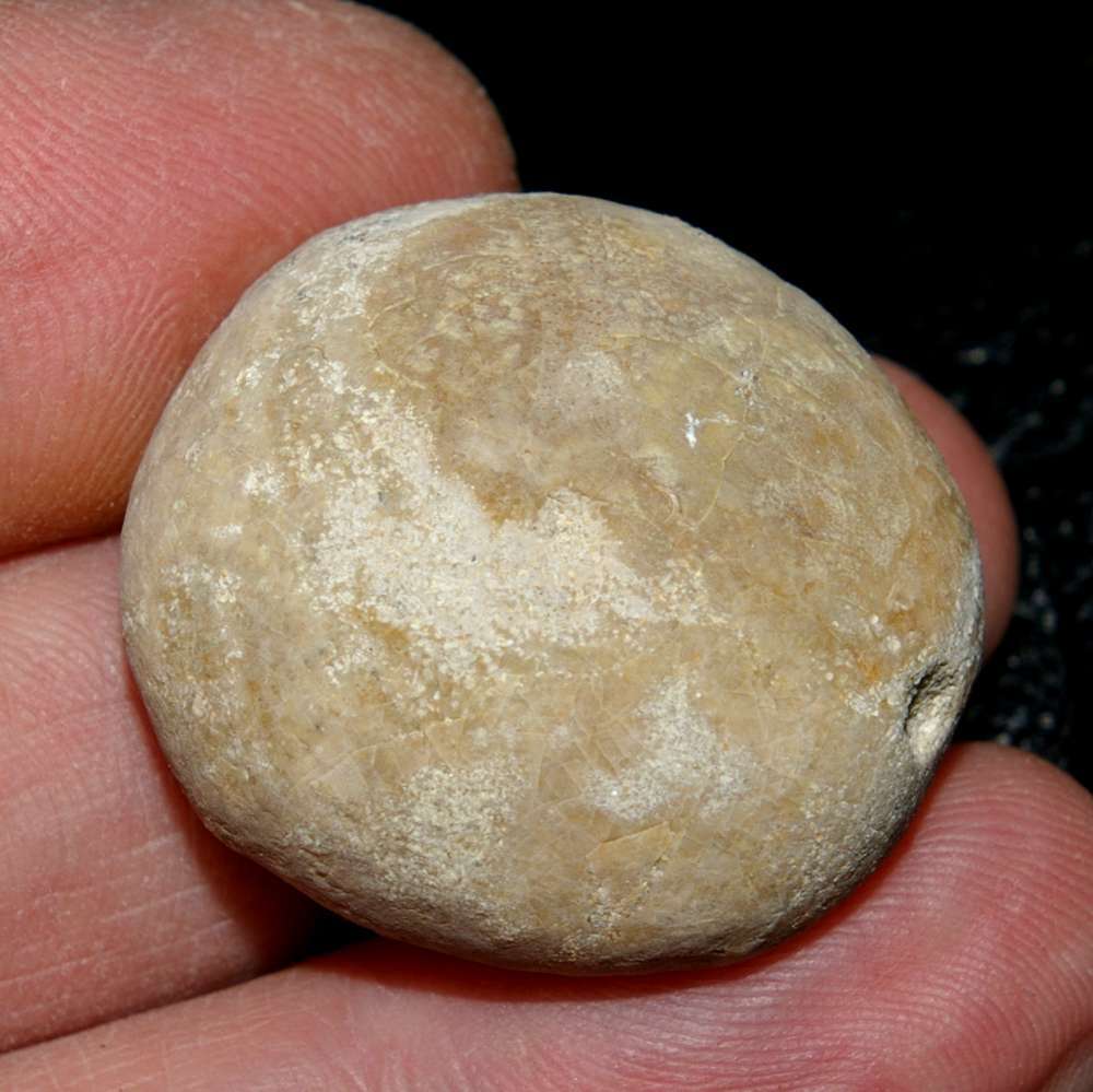 Collyrites ellipticus