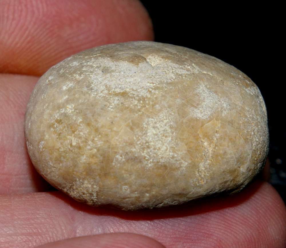 Collyrites ellipticus