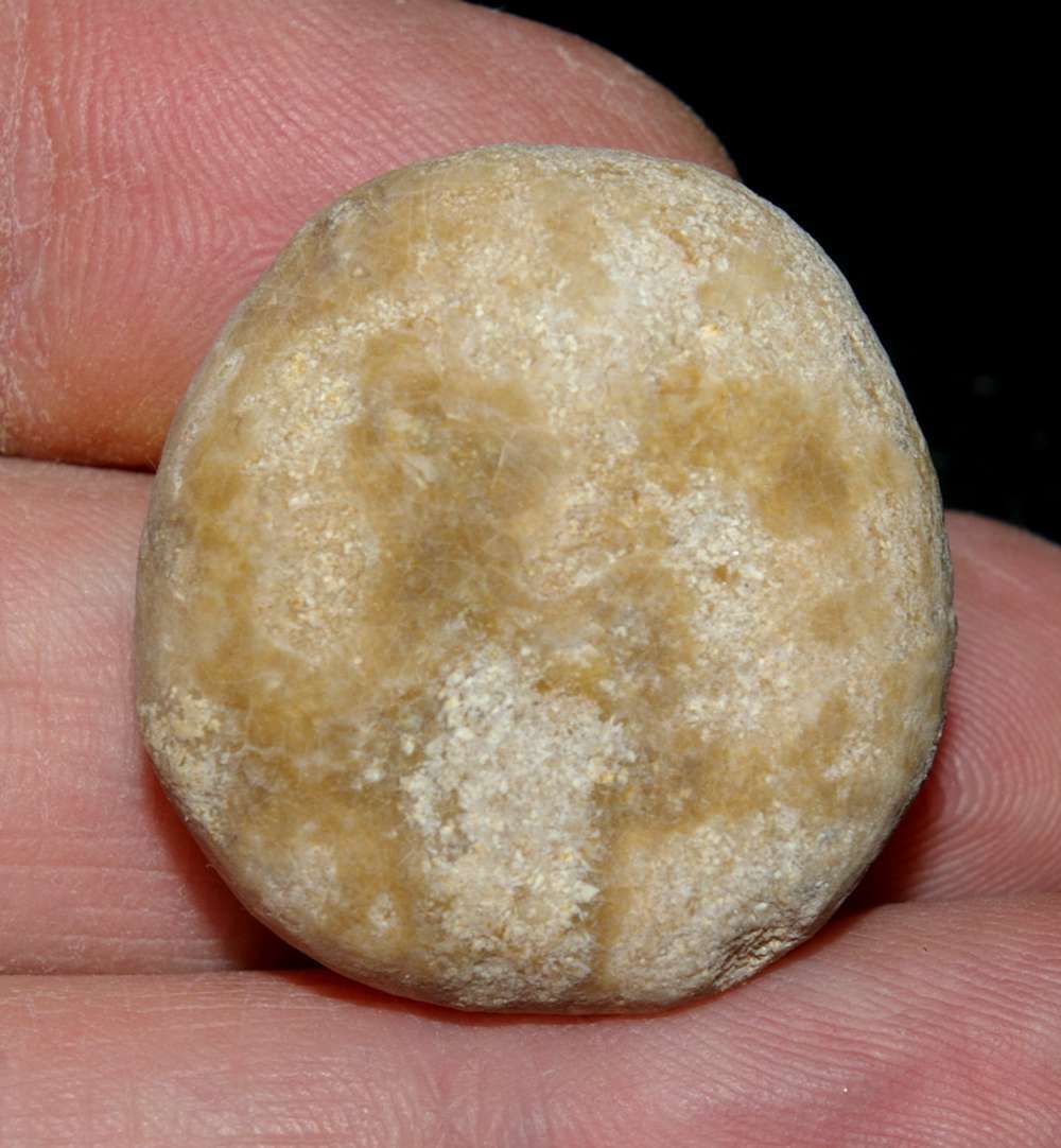 Collyrites ellipticus
