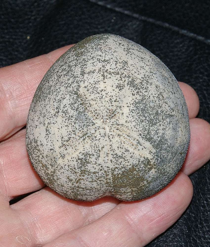 Micraster sphaerula