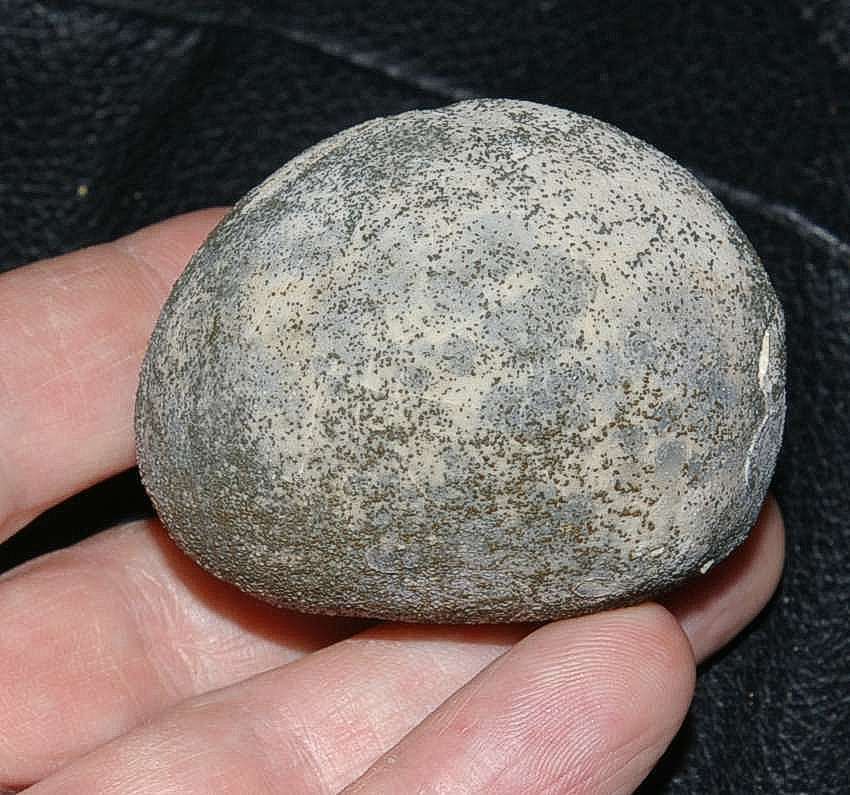 Micraster sphaerula
