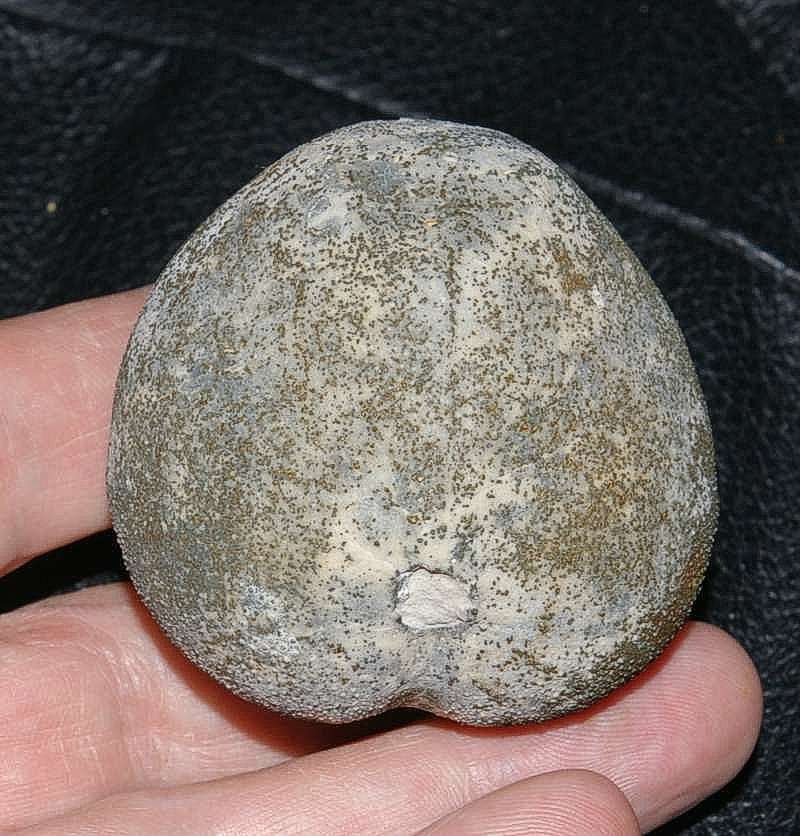 Micraster sphaerula