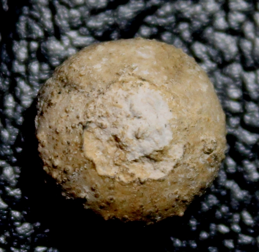 fossil echinoid