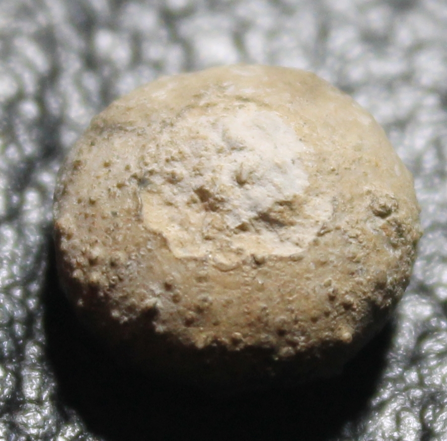 fossil echinoid
