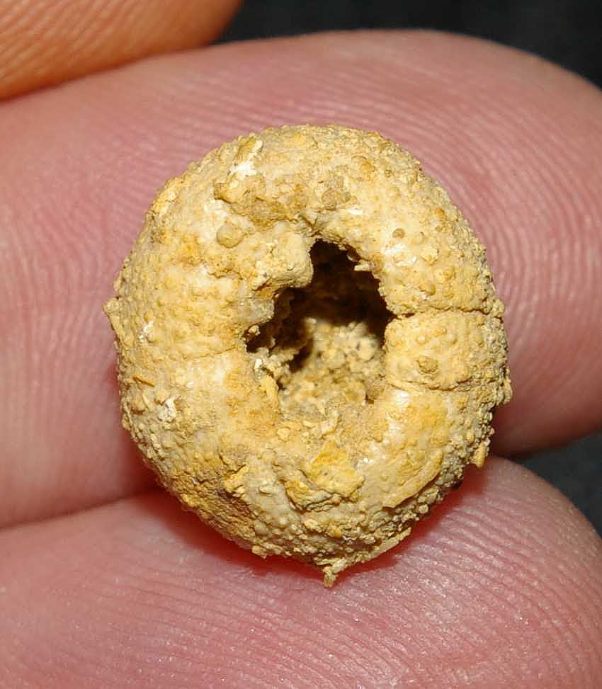 Fossils echinoids