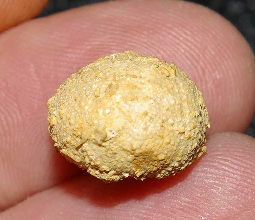 Psammechinus fossil