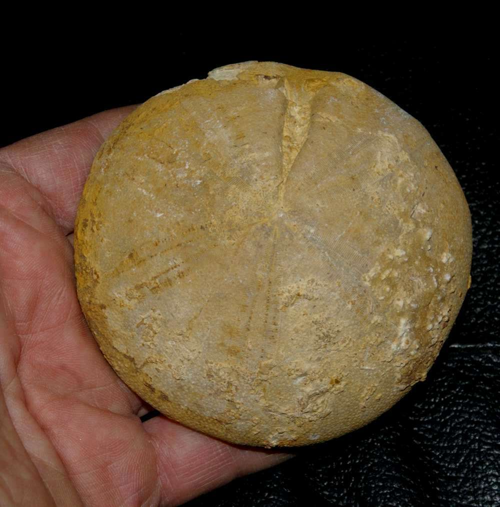 Clypeus ploti