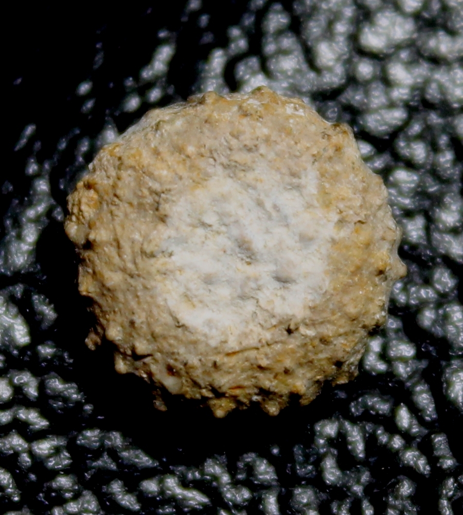 Polydiadema langi
