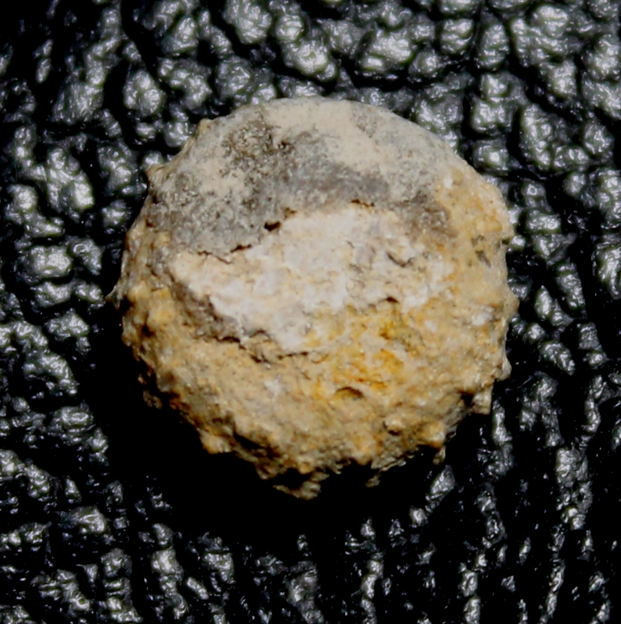 Polydiadema langi