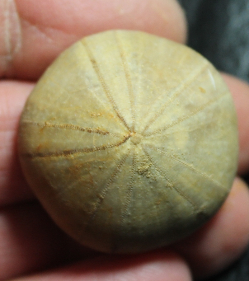 Philholectypus sarthacensis
