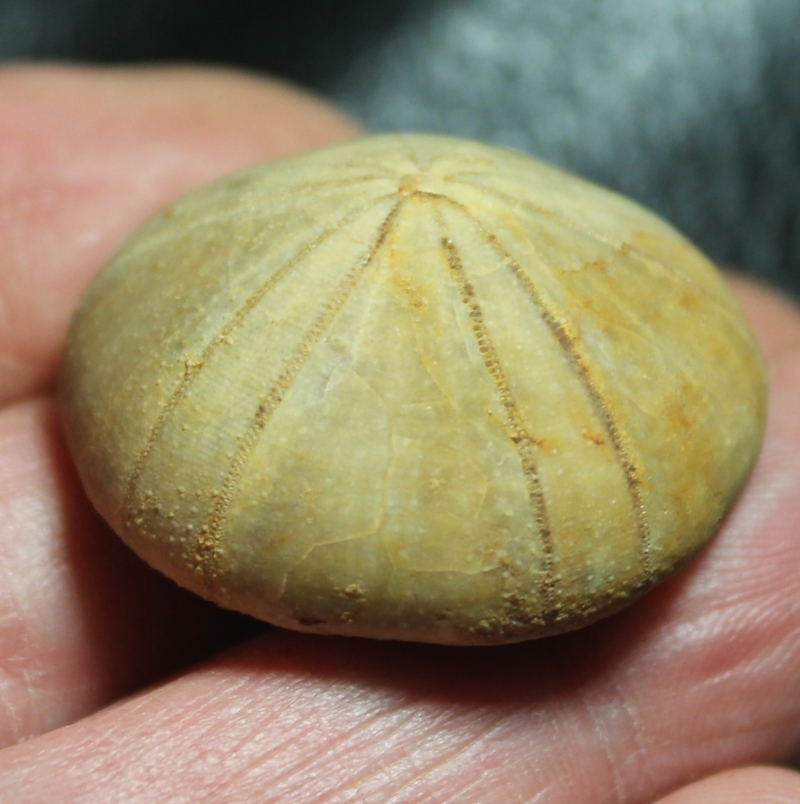 Philholectypus sarthacensis