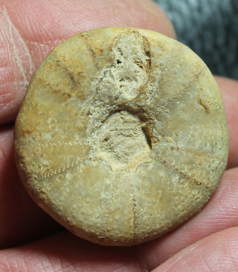 Philholectypus sarthacensis