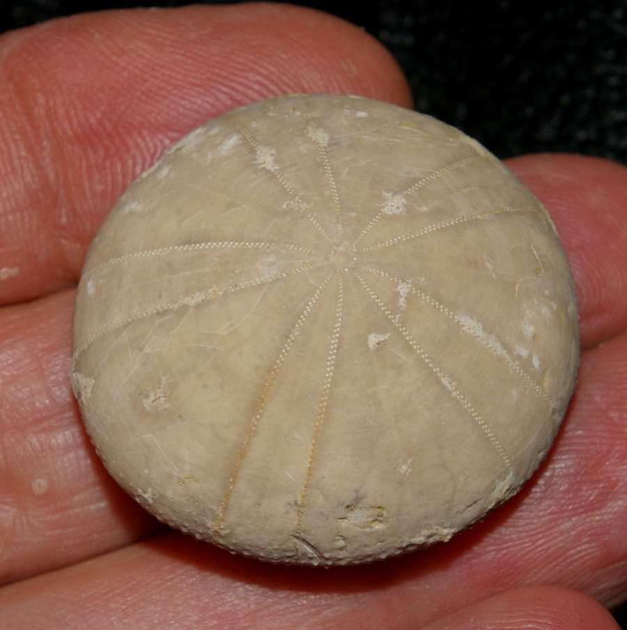 Holectypus coralinus