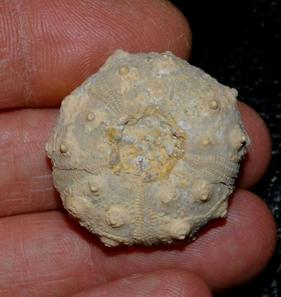 Rhabdocidaris orbignyana