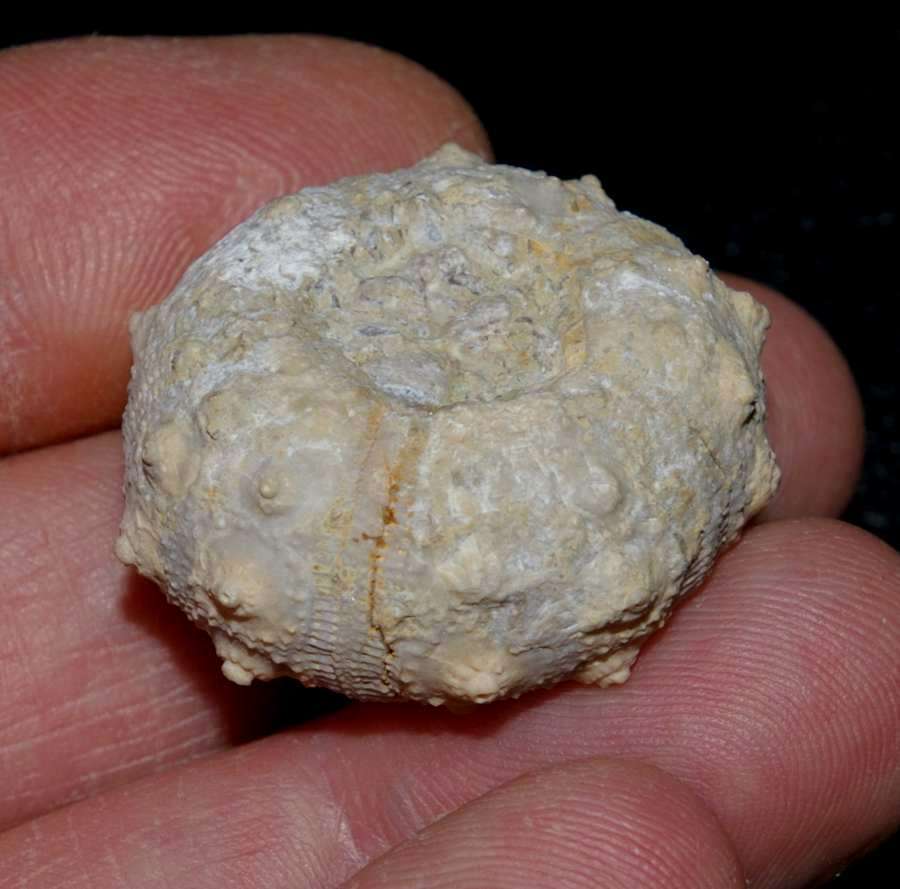 Rhabdocidaris orbignyana