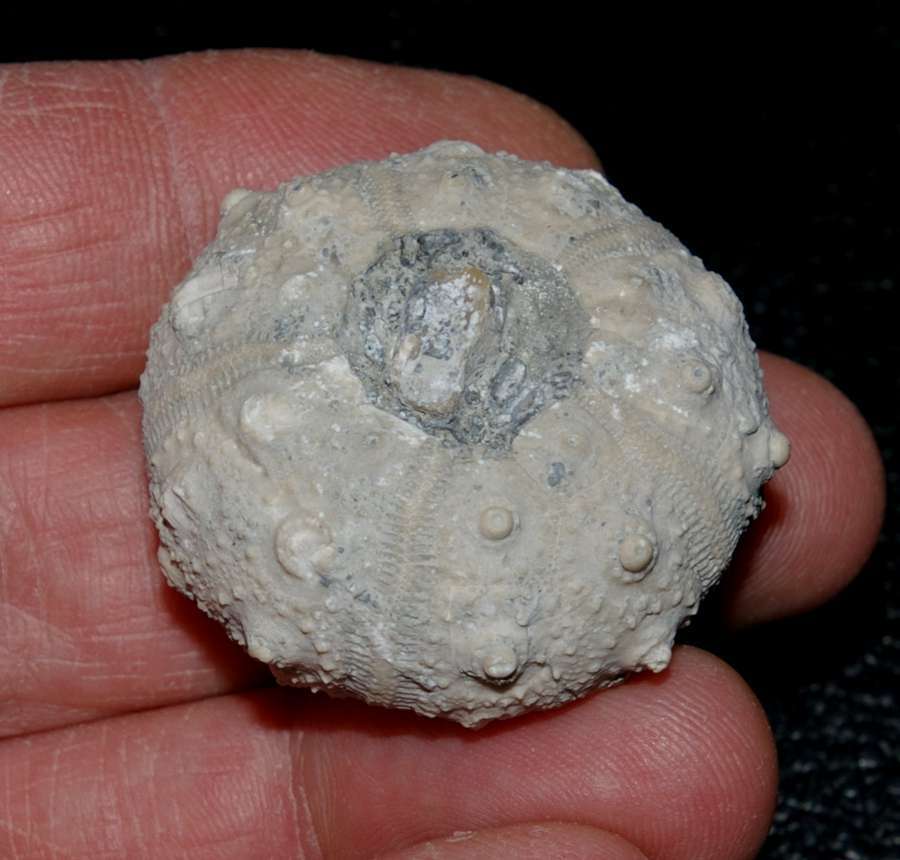 Rhabdocidaris orbignyana