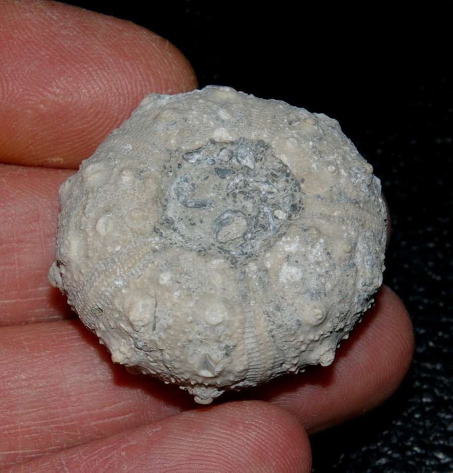 Rhabdocidaris orbignyana