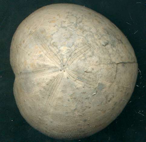 Micraster sp