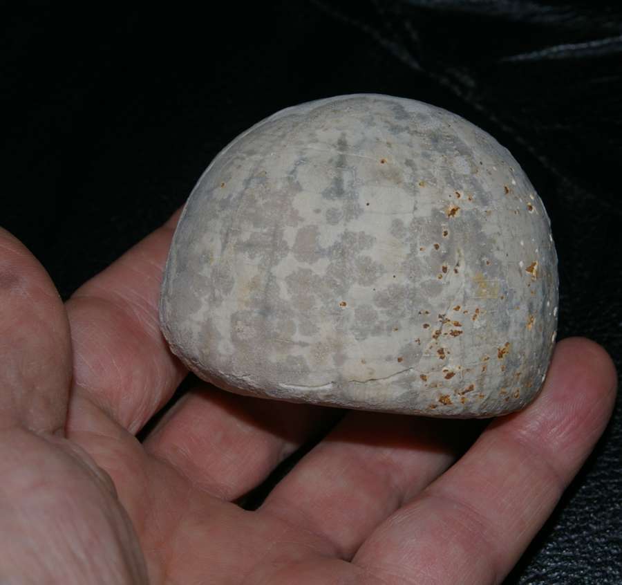 Echinocorys scutata