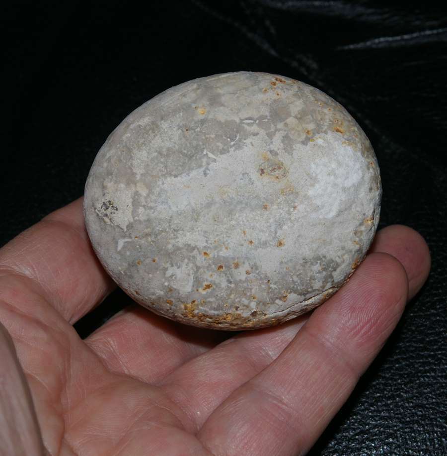 Cretaceous, Campanian echinoid