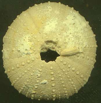 Arbacia sp