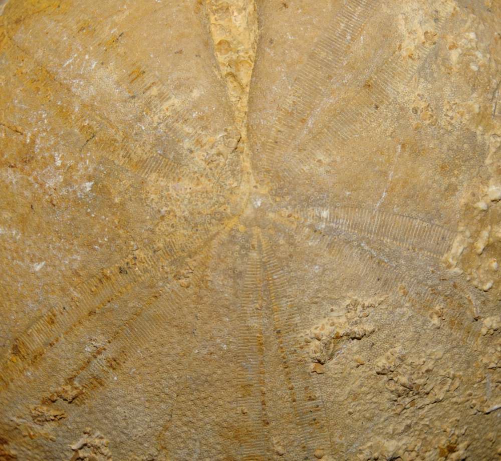 Clypeus ploti