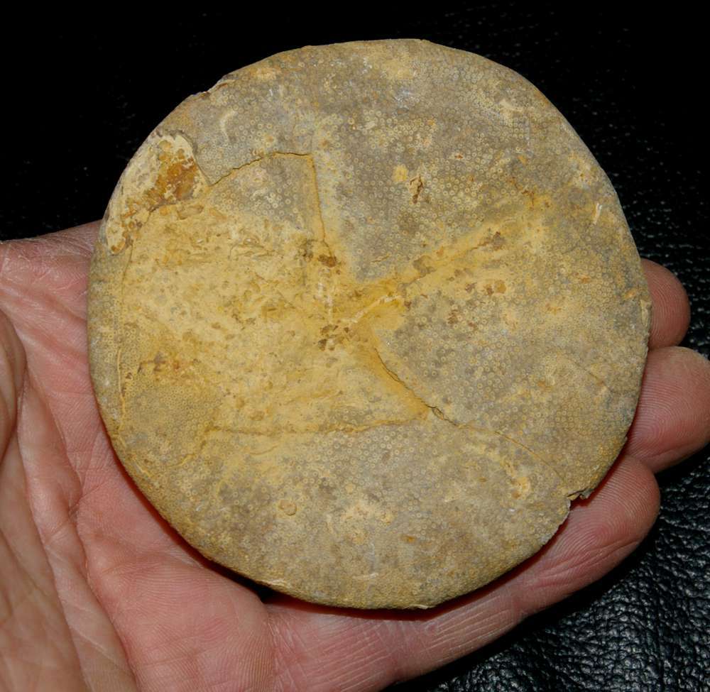 Fossil echinoid Clypeus ploti.jpg