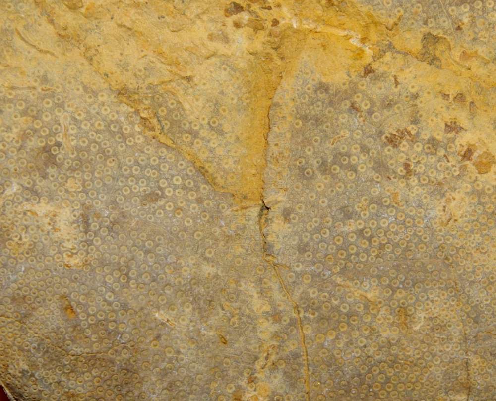 Clypeus ploti
