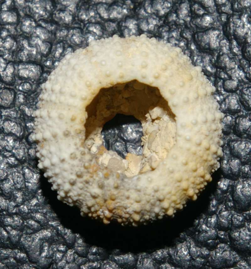  Arbacina monilis