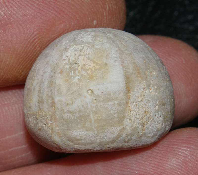 Conulus subrotundus subglobosus